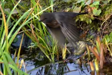 Amsel Jenny_0001.webp