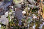 Amsel Jenny_0002.jpg