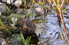 Amsel Jenny_0004.webp