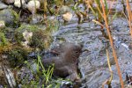 Amsel Jenny_0005.jpg