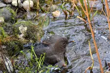 Amsel Jenny_0005.webp