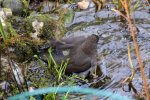 Amsel Jenny_0006.jpg