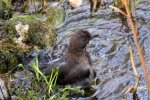 Amsel Jenny_0008.jpg