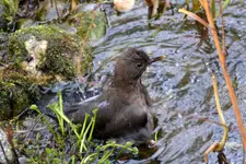 Amsel Jenny_0008.webp