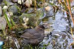 Amsel Jenny_0011.jpg