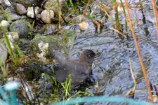 Amsel Jenny_0012.webp