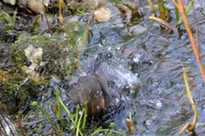 Amsel Jenny_0015.webp