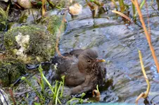 Amsel Jenny_0016.webp