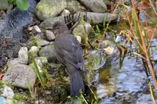 Amsel Jenny_0017.webp