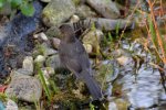 Amsel Jenny_0018.jpg