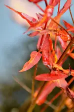 DSC_2696.webp