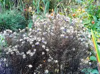 DSCN6629.webp