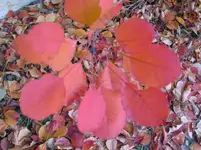 017.webp