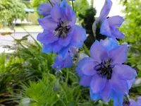 DSCF9135.webp