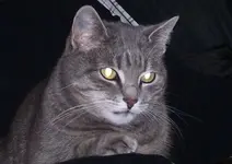 Süsse.webp