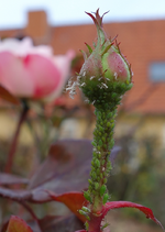 rsn2015 (33).webp