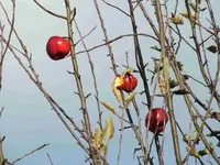 DSCF6203.webp