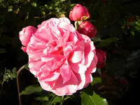 DSCN6546.webp