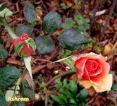 IMG_5909.webp