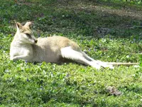 IMG_3159-a-Känguru, Flinkwallaby.webp