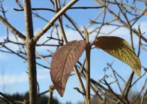 IMG_6570-a.webp