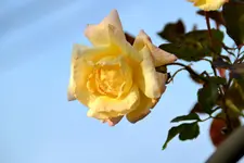 Blau-Weiß_0007.webp