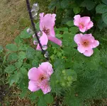 Dainty Bess.webp