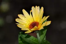 Ringelblumen_3215.webp