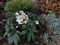 Christrose 003.webp