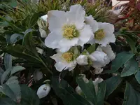 Christrose 005.webp