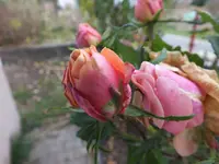 DSCF6054.webp