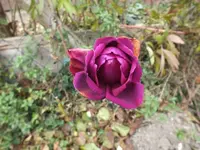 DSCF6125.webp