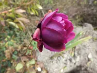 DSCF6142.webp