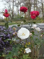 DSCF3011.webp