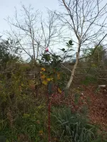DSCF3072.webp