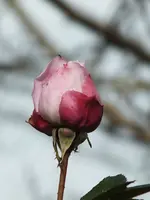 DSCF3075.webp