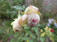 DSCF3020.webp