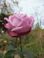DSCF6132.webp