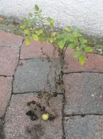 DSCN3424.webp