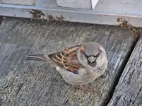 Copy of IMG_8858v.webp