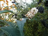 Bilda077.webp