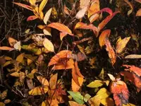 Bilda071.webp