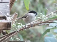 DSCF6306.webp