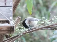 DSCF6309.webp
