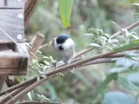 DSCF6310.webp