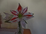 Amaryllis 001.JPG