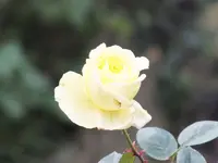 DSCF6221.webp