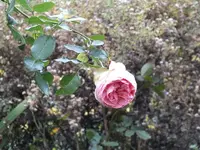 DSCF6226.webp