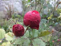 DSCF6265.webp