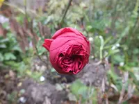 DSCF6261.webp